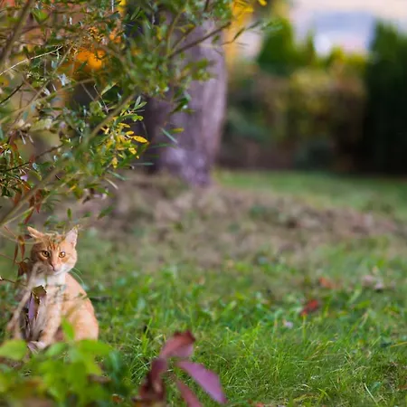 Apartman Podzamcze *
